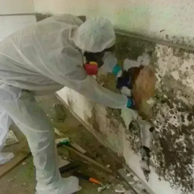 Mold Remediation and Removal in Geistown, PA